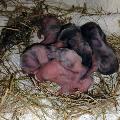 Negen in Zwolle gedumpte babykonijnen overleden