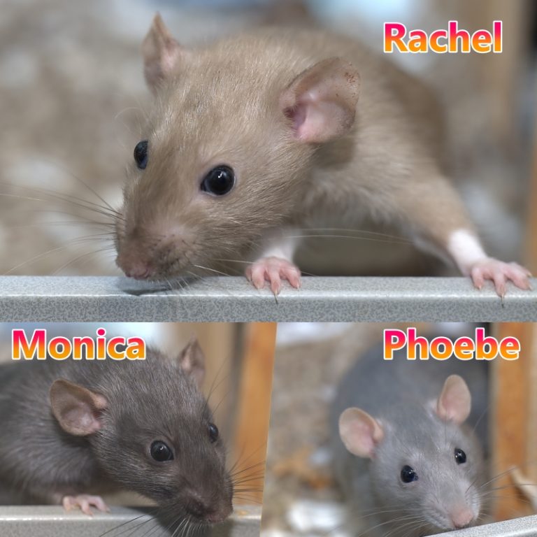 Phoebe-17043/ Rachel-17041/ Monica-17042 - Flappus